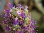 Wild Flower