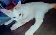 Heterochromia:My Kitten W Different Colored Eyes
