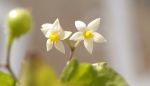 Cute Flowers
