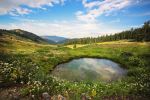 Cow Glade