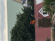 Bird On Balcony