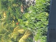 Bird On Litchi Tree