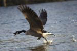 Angry Goose