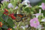 Butterfly In Autumn