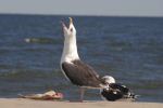 Sandy Hook Seagull