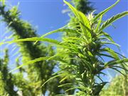 Weed Marijuana