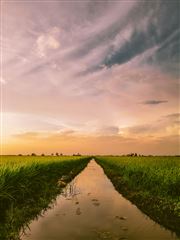 Sekinchan, Selangor, Malaysia