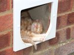 A Cat Flap Nap