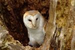 Barn Owl Peeking Out 2