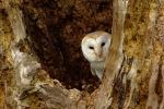 Barn Owl Peeking Out
