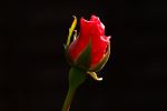 Only A Rose