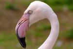 Pink Flamingo