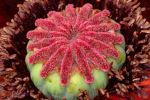 Poppy Head