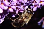 Resting Bee