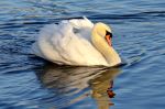 The Ugly Duckling