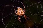 Wet Web