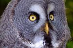 Wood Owl