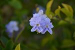 Littel Flower