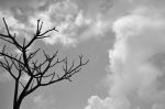 The Blank Tree