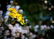 Yellow Blossom