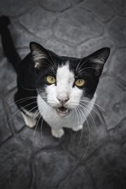 Yellow Eyes