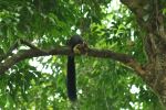 Animal On Tree