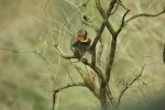 Monkey On Tree