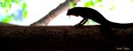 Dark Reptile