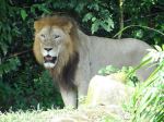 The King