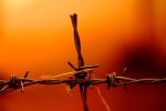 Red Ants