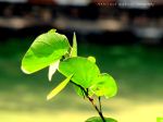 Go Green