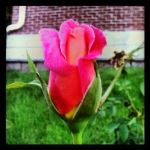 Perfect Petals 