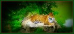 Big Kitty