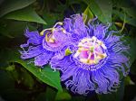 Purple Passion
