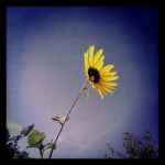 Sunburst