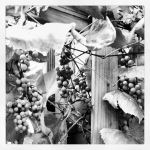 Wine Of The Vine