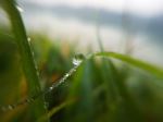 Lonely Dew On The Grass