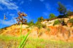 Grass Flower Gold Cliff