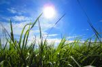 Green Green Grass