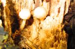 Mushrooms