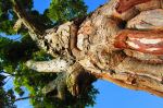 The Elder Tree