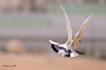 White Pigeon