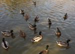 Birds Of A Feather Flock Together