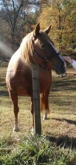 Horsing Around