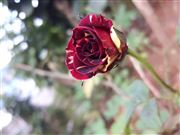 Nature Beauty- Rose
