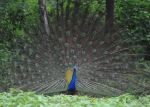 Dancing Peocock