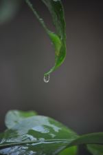 Rain Water