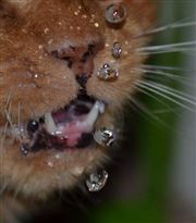 Cat Drinking Water From Tap