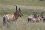 Grazing