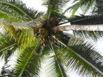Coconut Tree